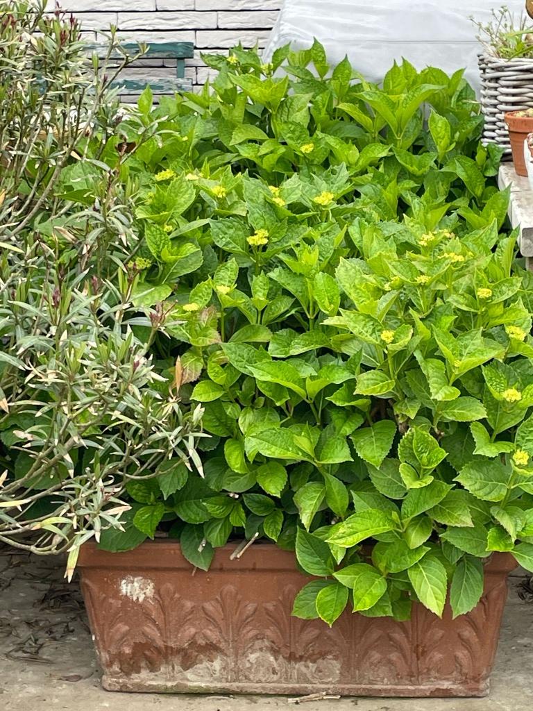 Hortensia's Annabelle in grote potten. 2 stuks samen, Vaste plant, Halfschaduw, Zomer, Ophalen