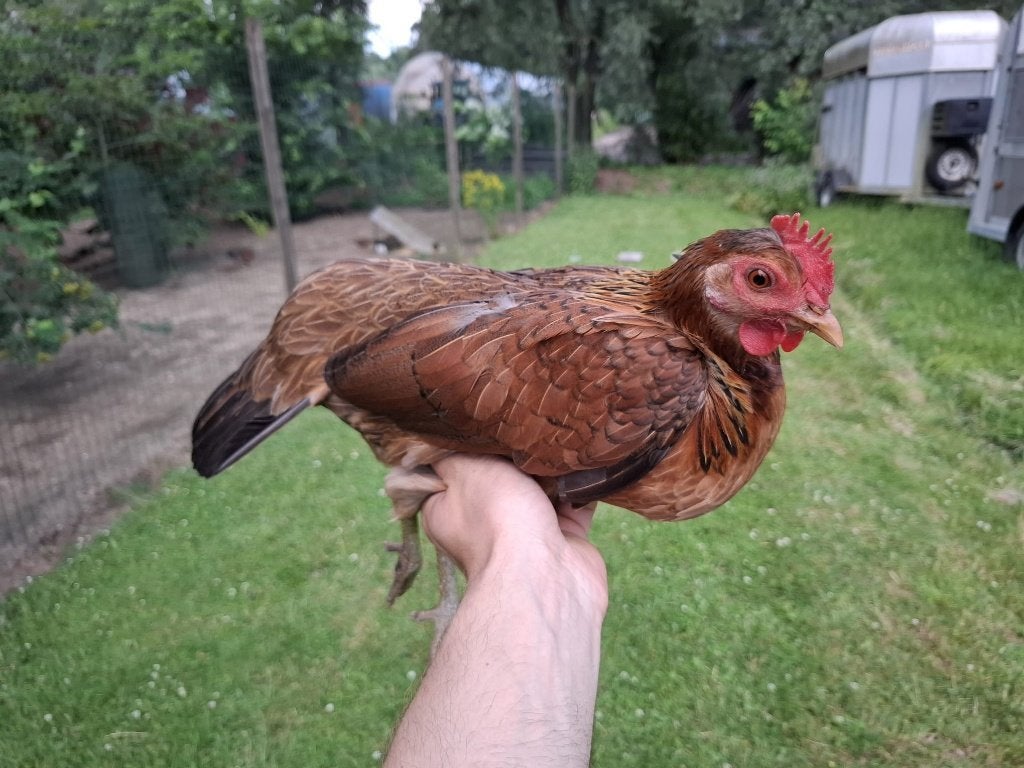 toom kippen, Dieren en Toebehoren, Pluimvee, Meerdere dieren, Kip