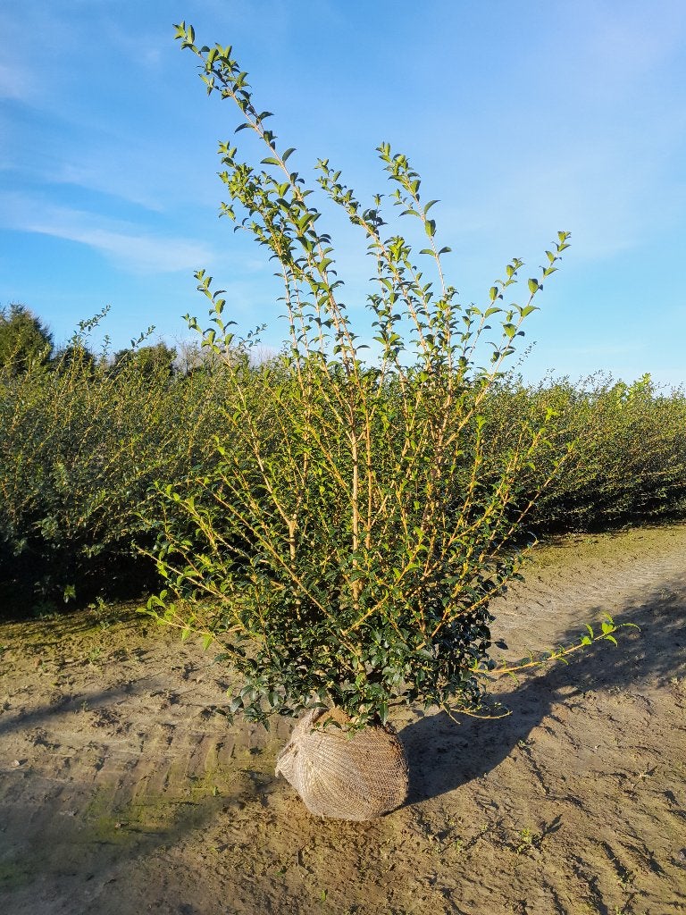 Osmanthus Burkwoodii, Enlèvement