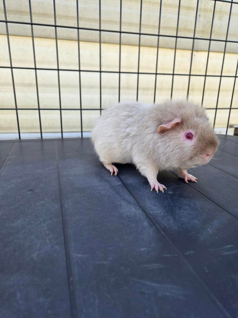 Us teddy beer, Novembre, Mâle, Cobaye