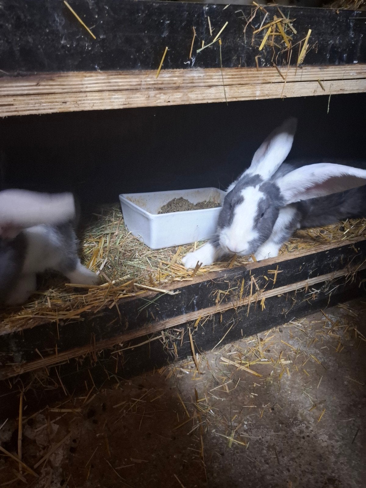 duitse reus voedsters, Femelle, Grand, 0 à 2 ans
