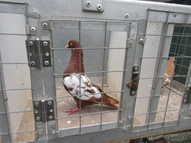 Sierduiven, Dieren en Toebehoren