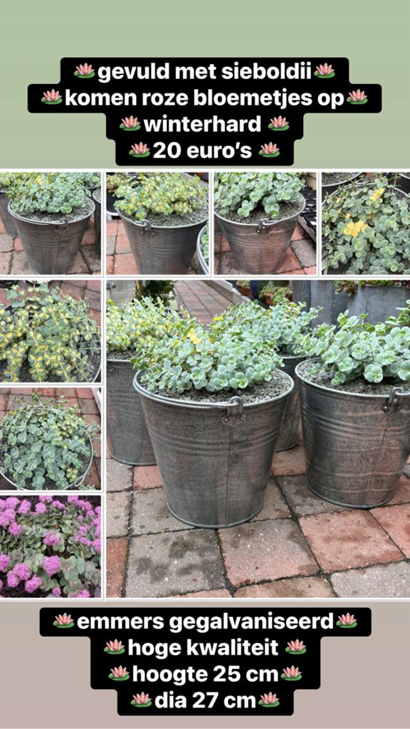 Emmers met sieboldii winterhard, Tuin en Terras, Ophalen, Zo goed als nieuw