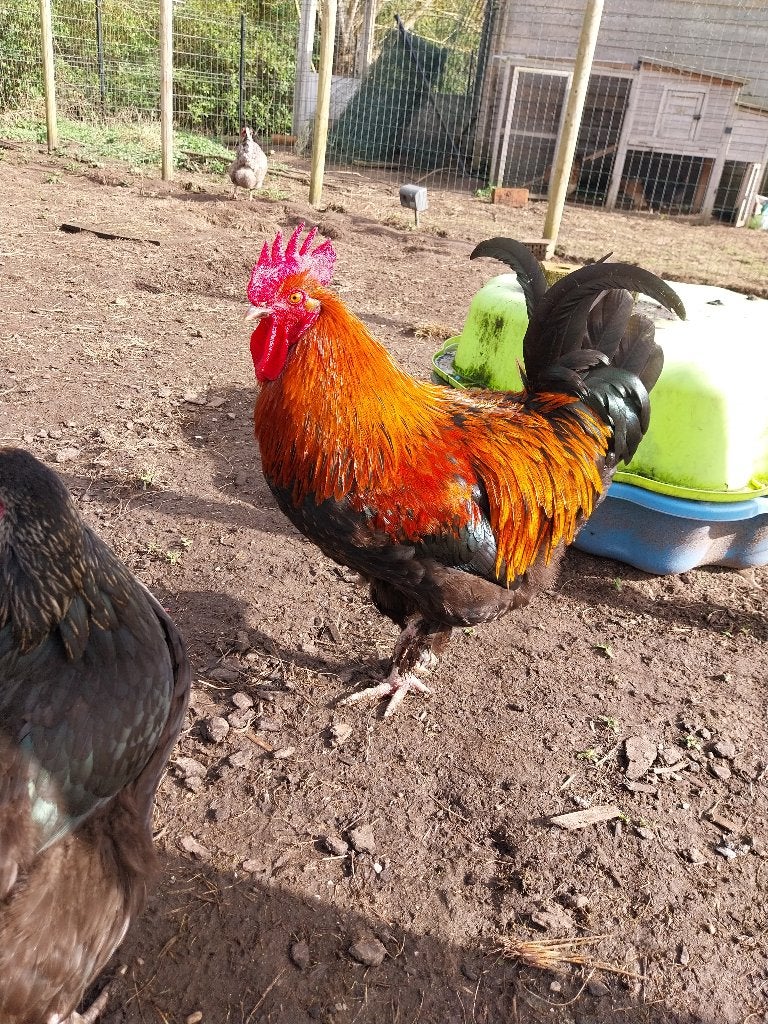 Marans haan donkere lijn, Dieren en Toebehoren, Pluimvee, Mannelijk, Kip