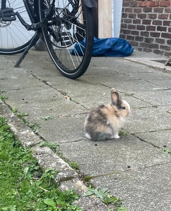 Dwergkonijntje blauwe ogen, Dieren en Toebehoren, Dwerg, 0 tot 2 jaar