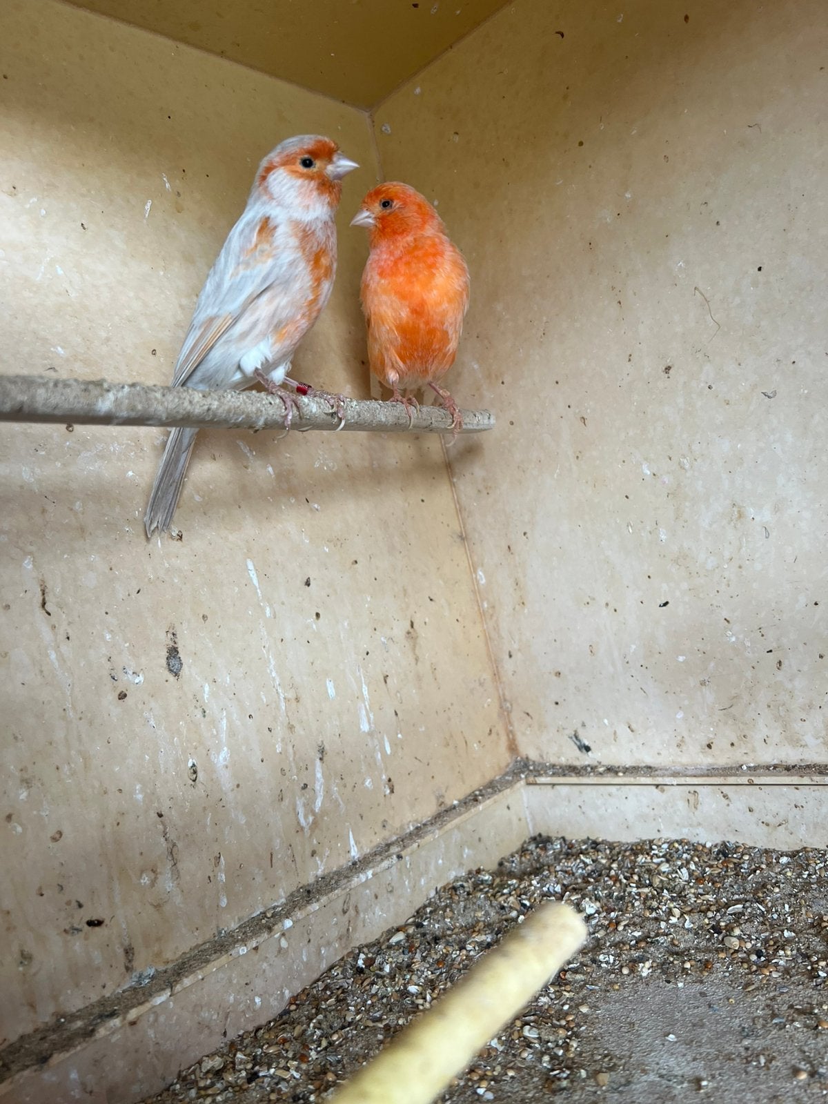 Kanaries te koop, Animaux & Accessoires, Oiseaux | Canaris