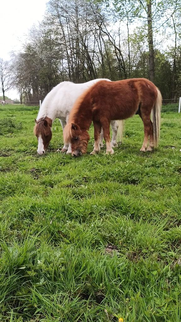 Zeer lieve mini pony's, Dieren en Toebehoren, Met stamboom, Niet van toepassing, A pony (tot 1.17m), Meerdere dieren