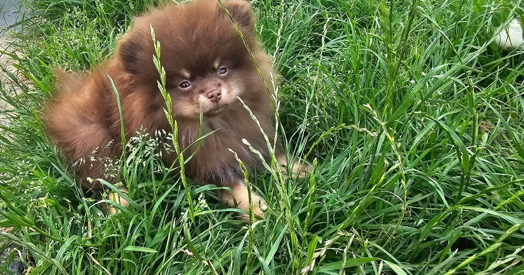 chiots spitz nain Loulou de Poméranie, Loulou, 8 à 15 semaines, Plusieurs, Éleveur | Loisir