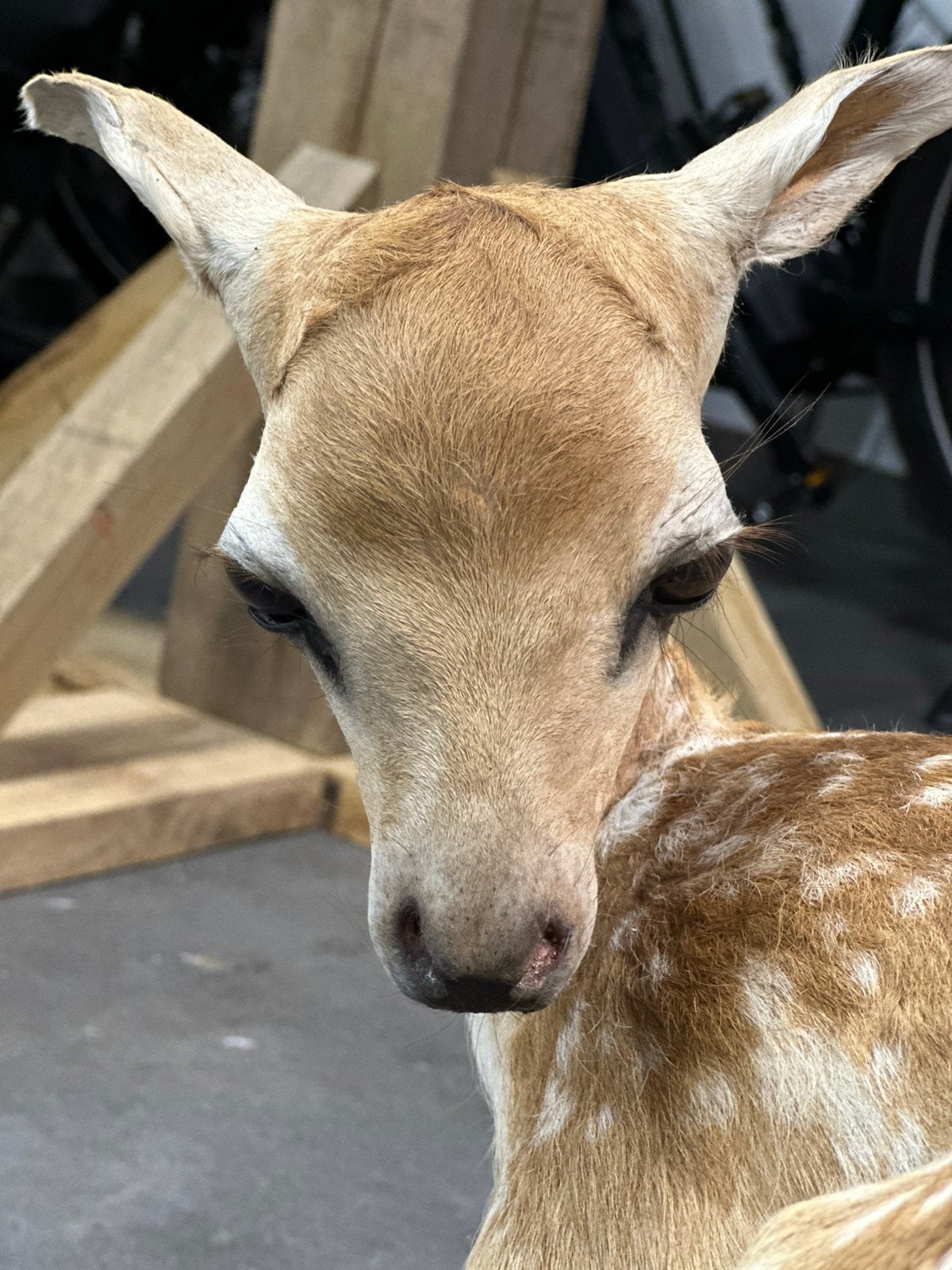 Hertje bambie taxidermie prachtig, Antiek en Kunst, Ophalen