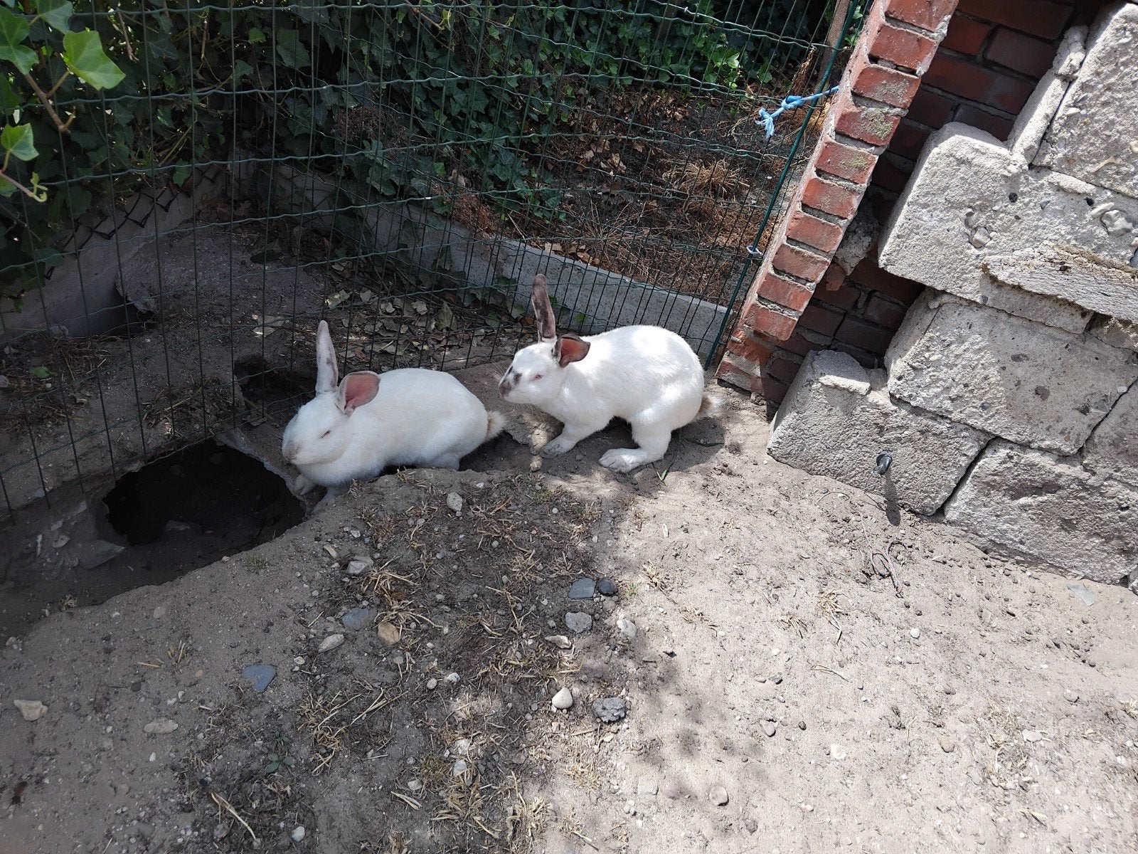 konijnen rammen, Dieren en Toebehoren, Konijnen