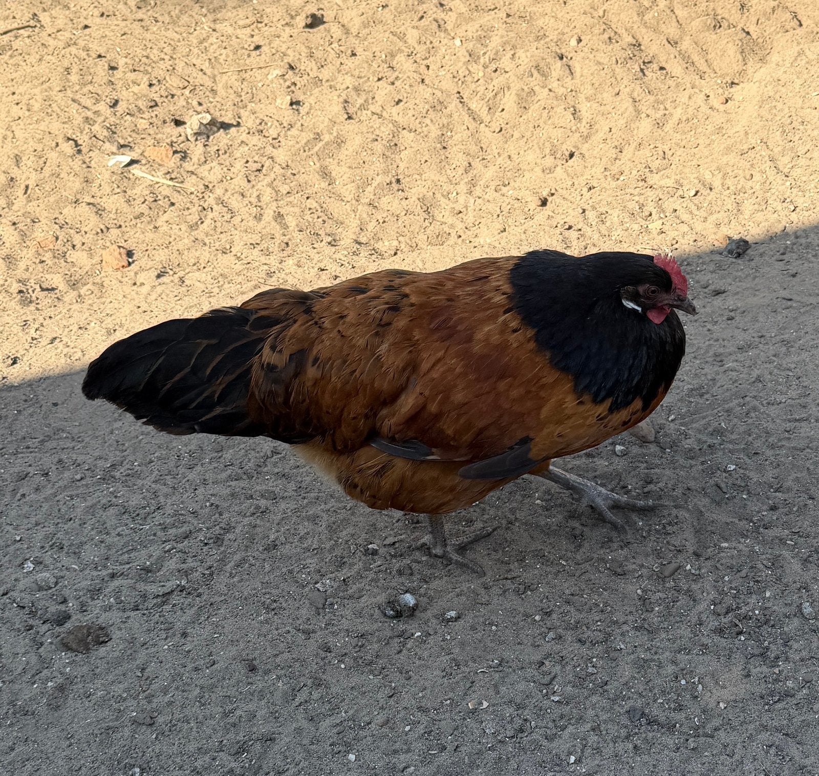 2 jonge Vorwerk hennen (aan de leg), Animaux & Accessoires, Volatiles, Femelle, Poule ou poulet