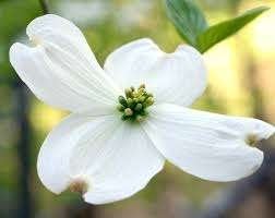 Cornus Florida, Tuin en Terras, Ophalen