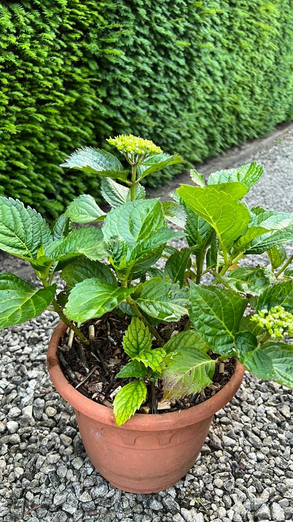 Hortensia middelgroot, Enlèvement
