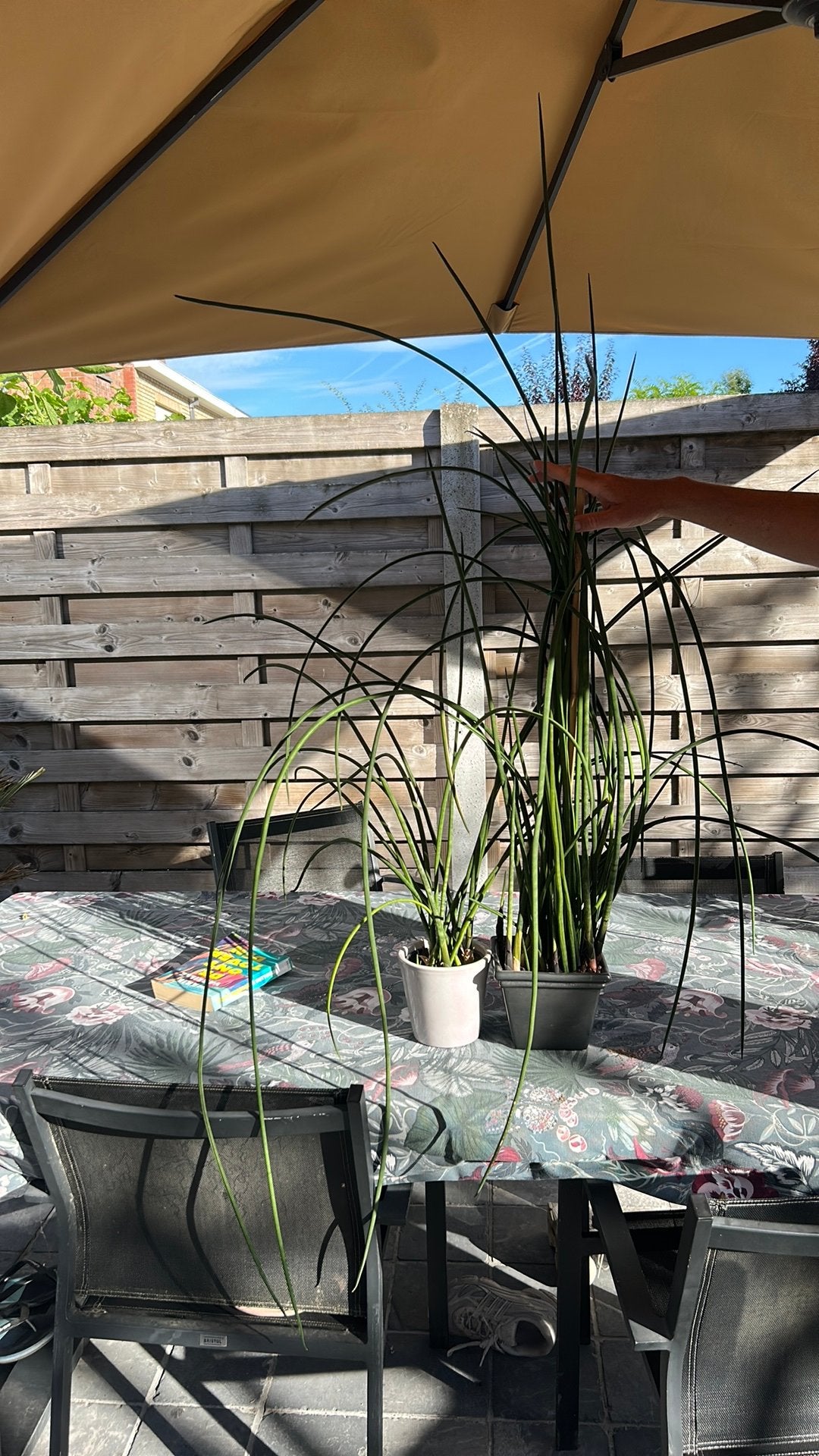 Planten gratis, Ophalen, Zo goed als nieuw