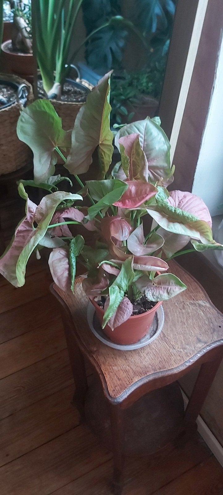 Syngonium Néon Robusta, Maison & Meubles, Enlèvement