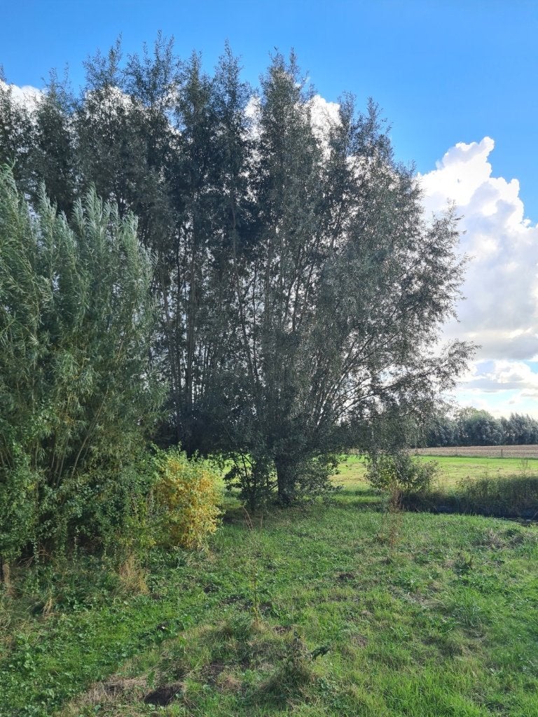 Gratis hout, Ophalen