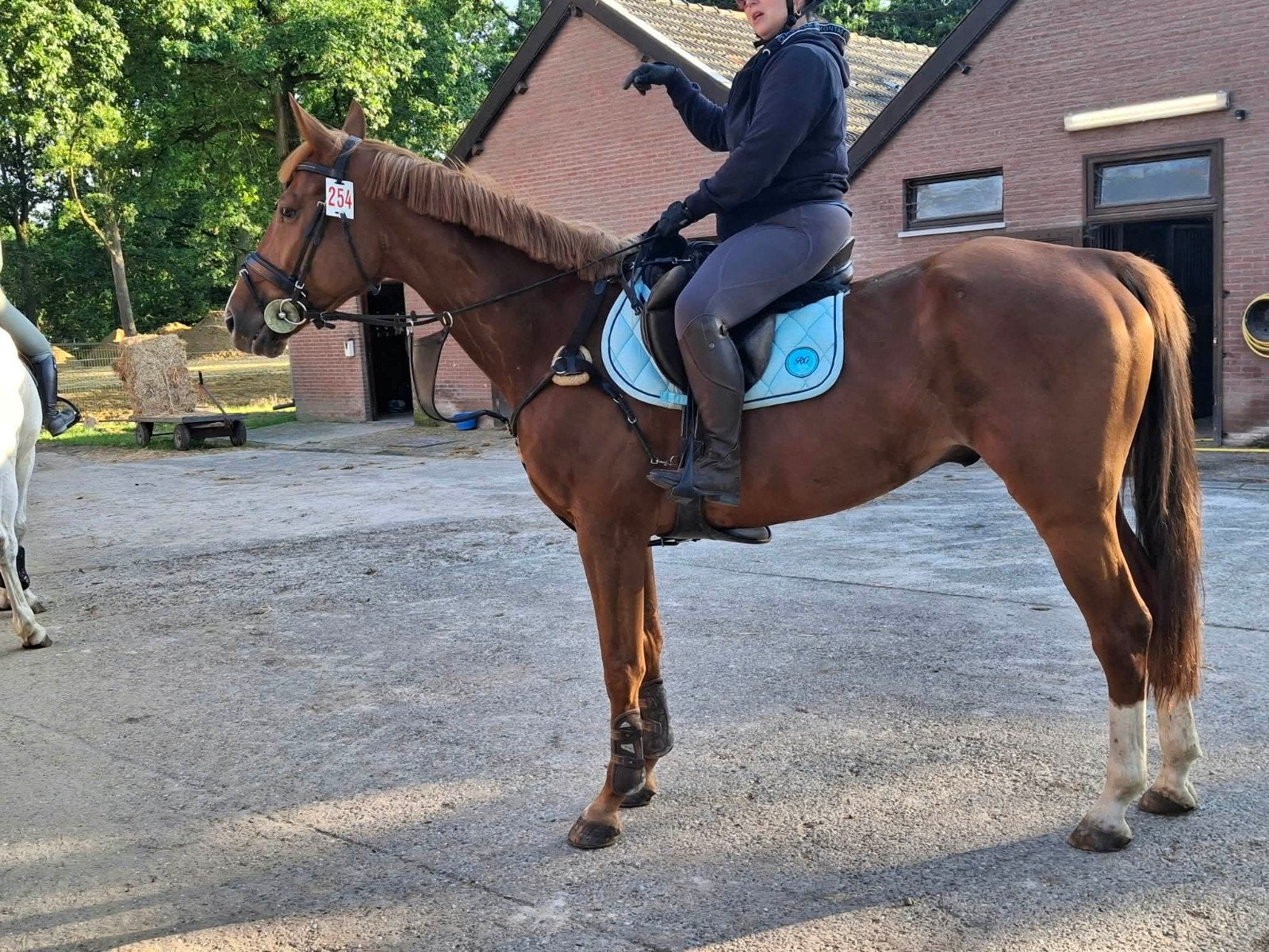 2 mooie lieve paarden, Dieren en Toebehoren, Merrie