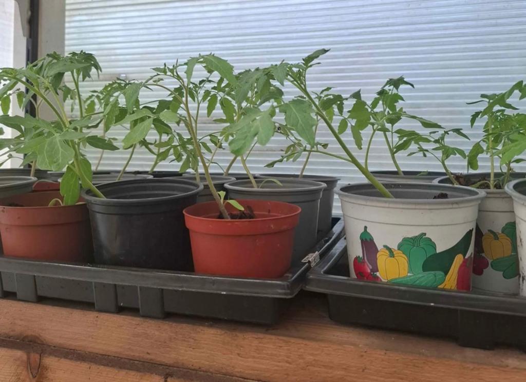 Plantjes, Tuin en Terras, Planten | Tuinplanten, Ophalen