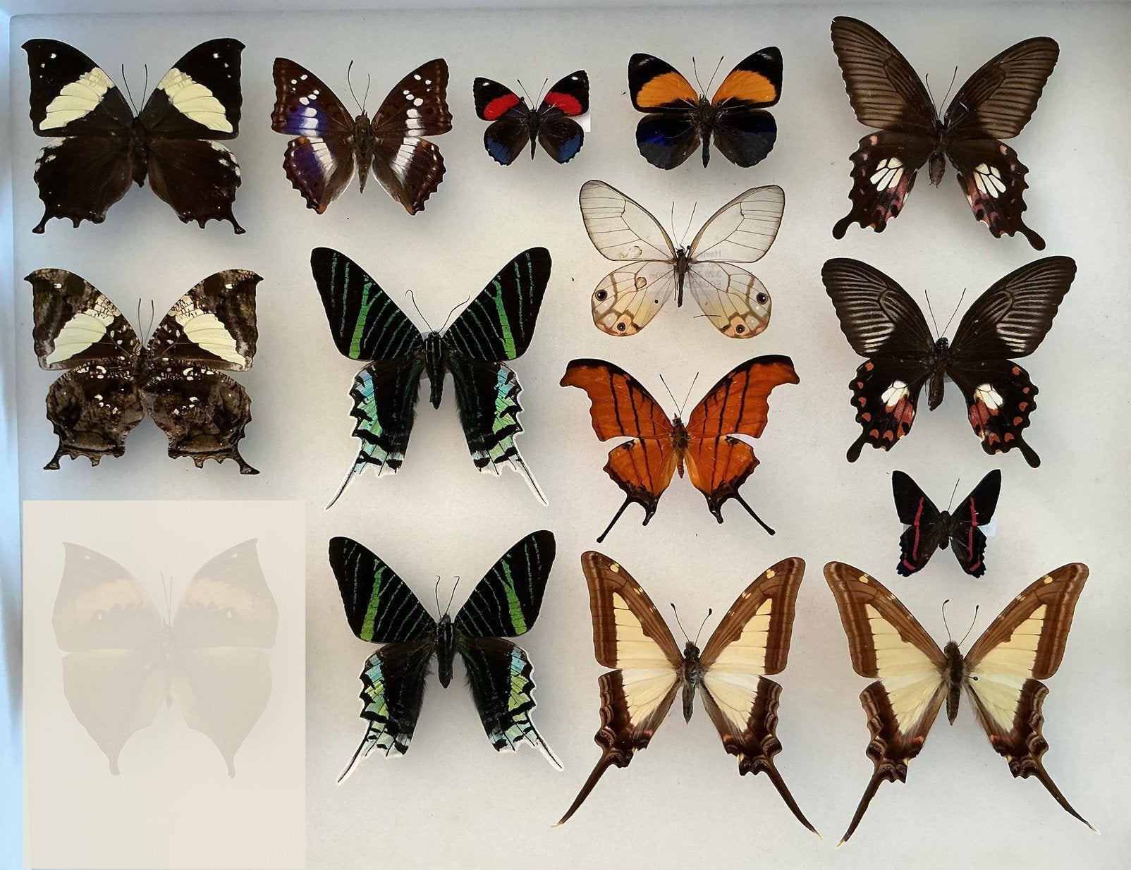 Vlinders voor collectie/ stolp/ kader