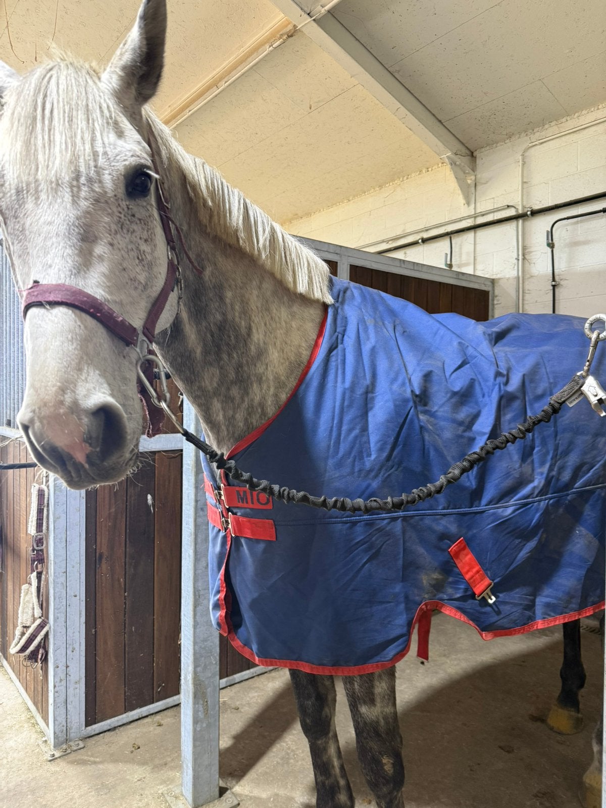 Winterdekens, Animaux & Accessoires, Enlèvement ou Envoi, Comme neuf