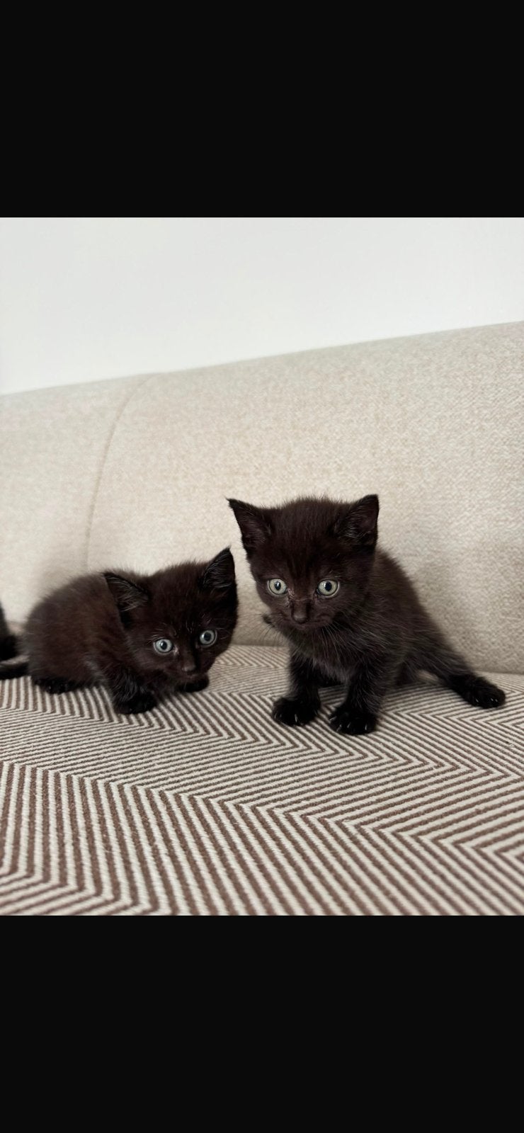 Britse korthaar Kittens, Animaux & Accessoires, Chats & Chatons | Chats de race | Poil ras, Plusieurs animaux, Vacciné, 0 à 2 ans