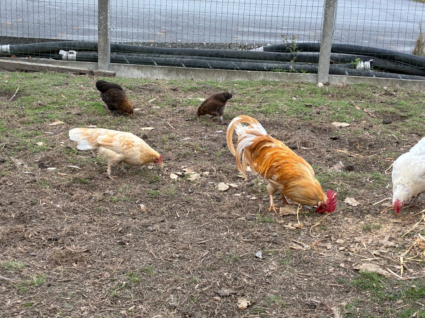 Haan en 4 hennen leghorn, Dieren en Toebehoren, Meerdere dieren, Kip