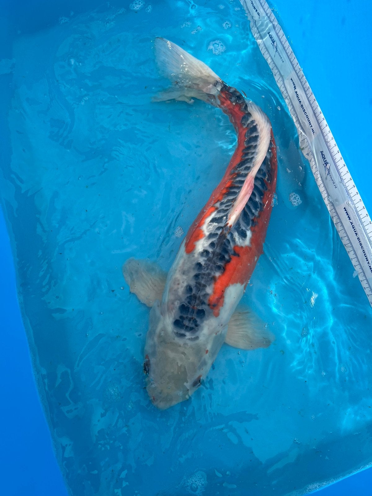 Japanse koi shusui, Dieren en Toebehoren, Vissen | Vijvervissen
