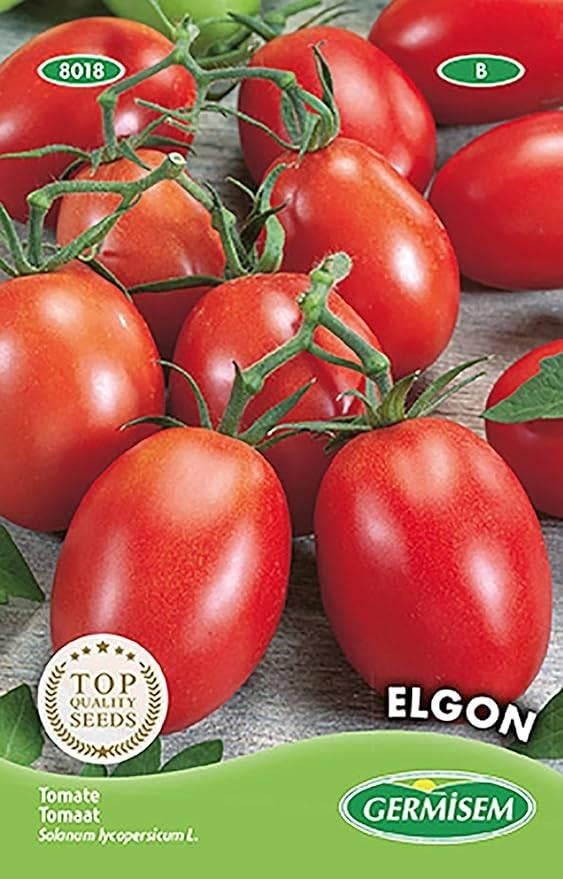tomate Elgon plants de tomates, Enlèvement