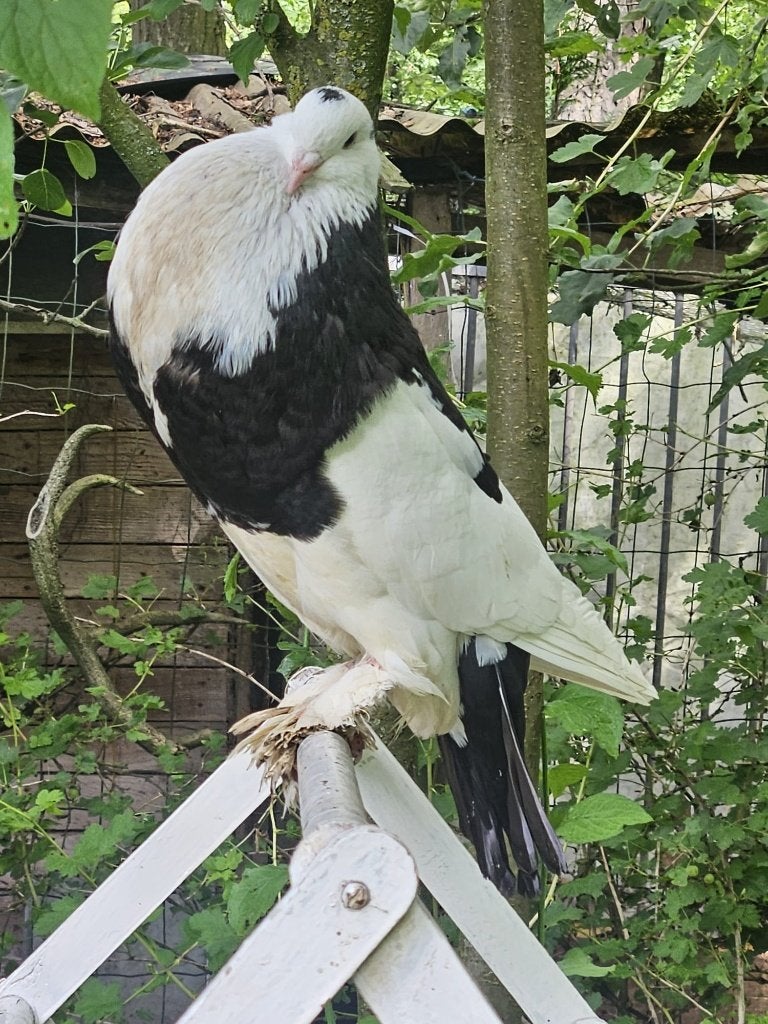Koppel gentse kroppers, Plusieurs animaux, Boulant