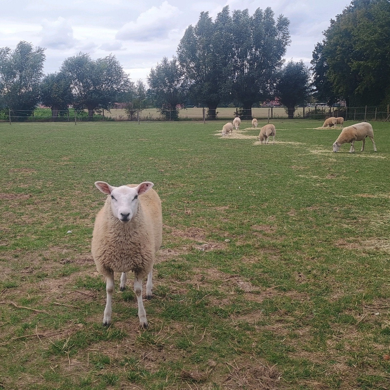 Raszuivere swifter ooi, Dieren en Toebehoren, Vrouwelijk, Schaap, 0 tot 2 jaar