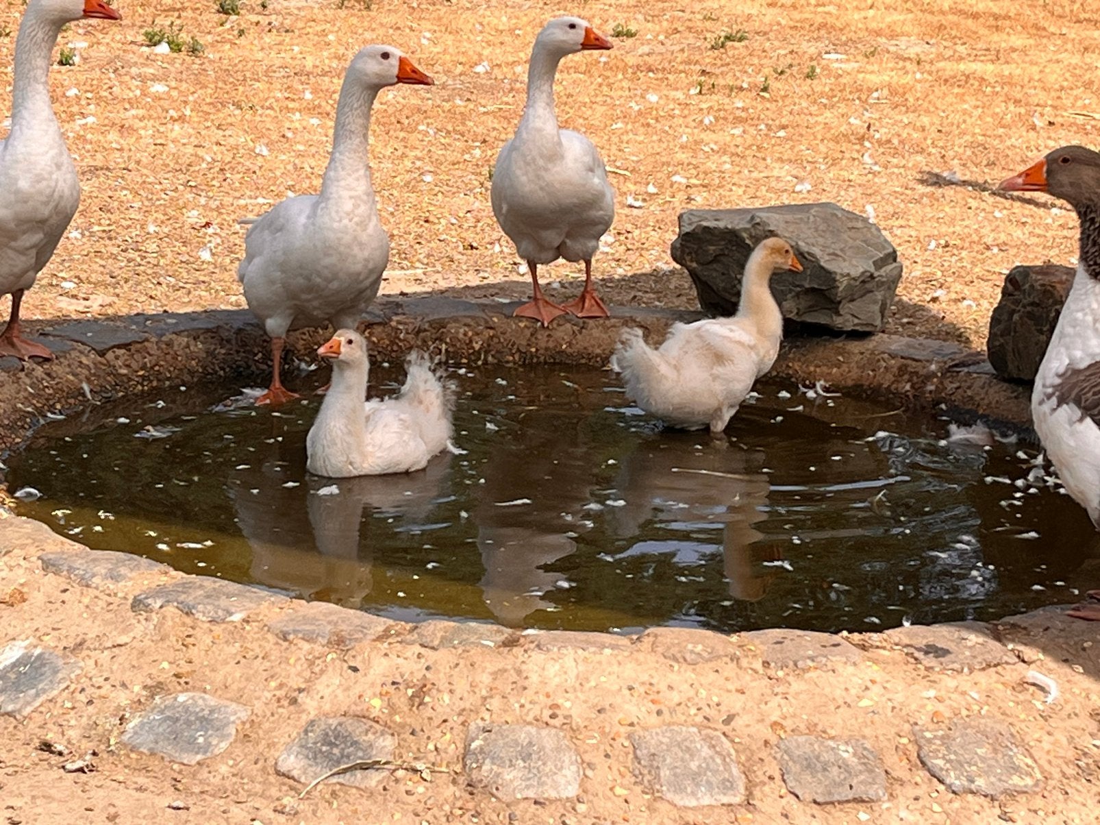 2 jonge ganzen te koop, Dieren en Toebehoren