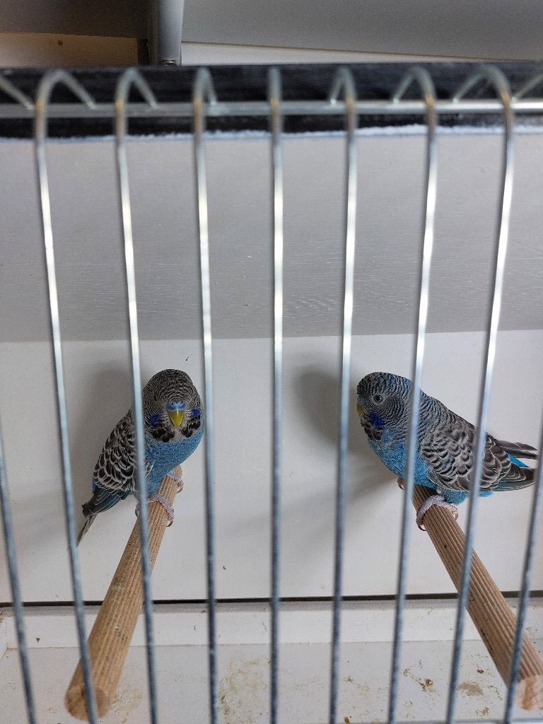 Grasparkieten, Dieren en Toebehoren, Vogels | Parkieten en Papegaaien, Mannelijk, Parkiet, Geringd