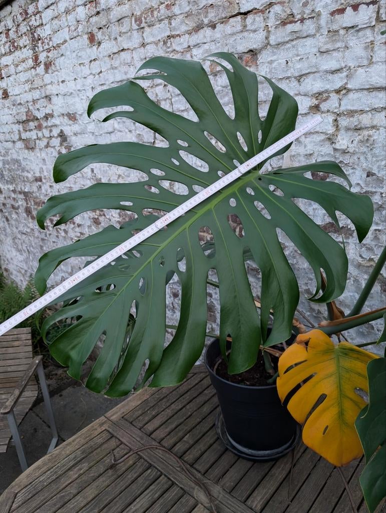 Monstera Magnifique Monumentale, Maison & Meubles, Plantes d'intérieur, Enlèvement