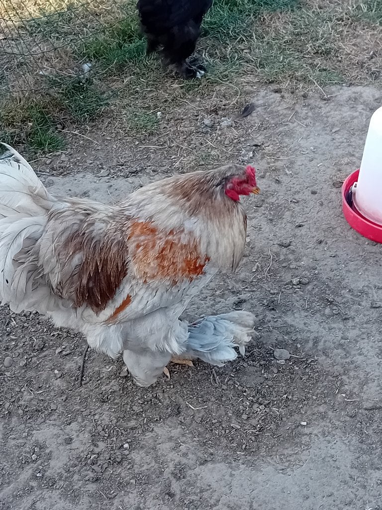 Brahma haan, Dieren en Toebehoren, Pluimvee, Mannelijk, Kip