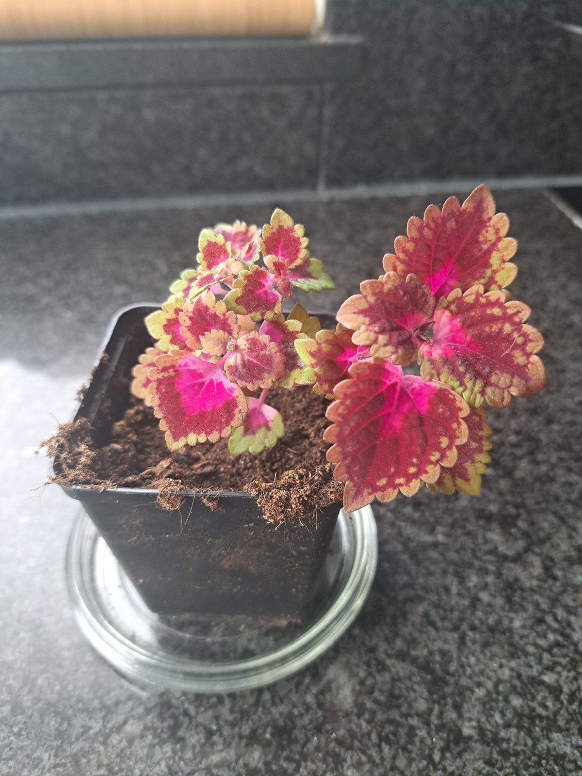 Siernetel stekjes, Huis en Inrichting, Kamerplanten, Ophalen