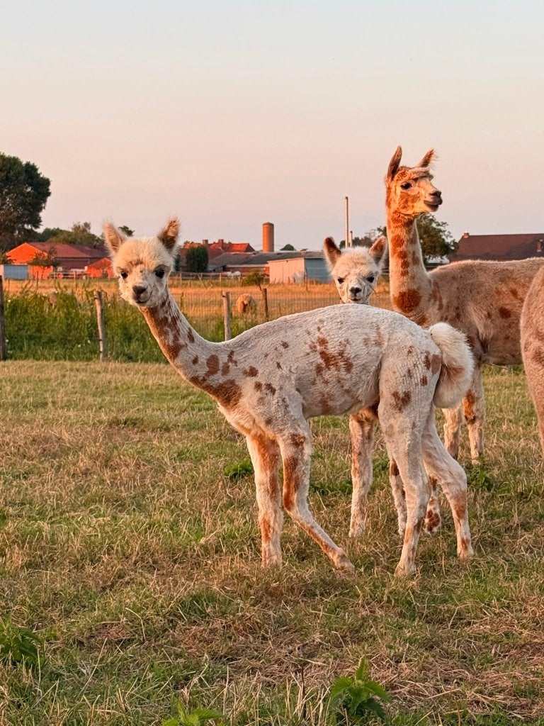 Appaloosa merrie veulen, Dieren en Toebehoren, Overige Dieren, Mei, Vrouwelijk