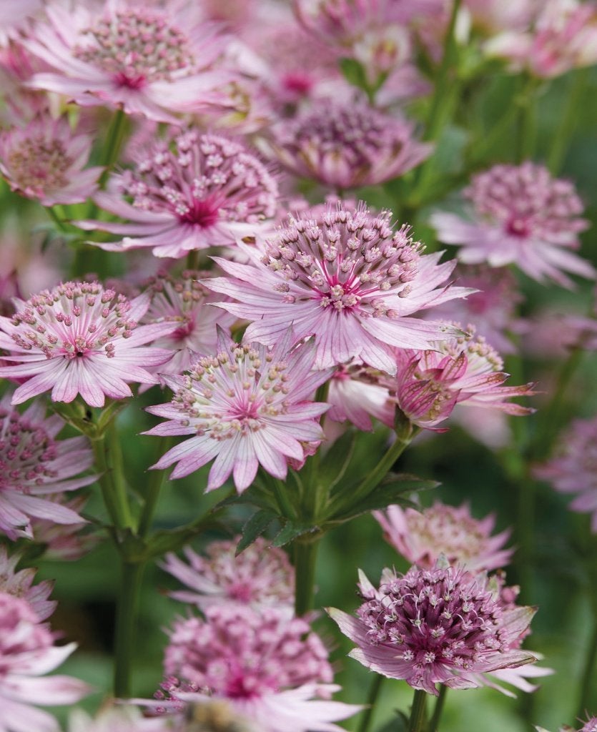 astrantia   ROMA  in  literpot  , het mooiste zeeuws knoopje, Tuin en Terras, Planten | Tuinplanten, Ophalen, Vaste plant