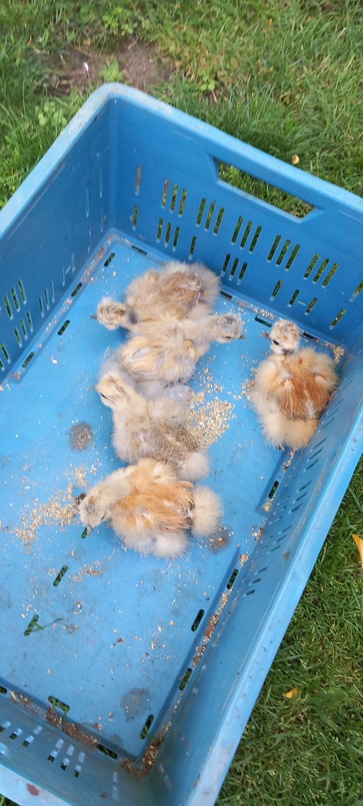 Zijdehoenders kuikens, Dieren en Toebehoren, Pluimvee, Geslacht onbekend, Kip