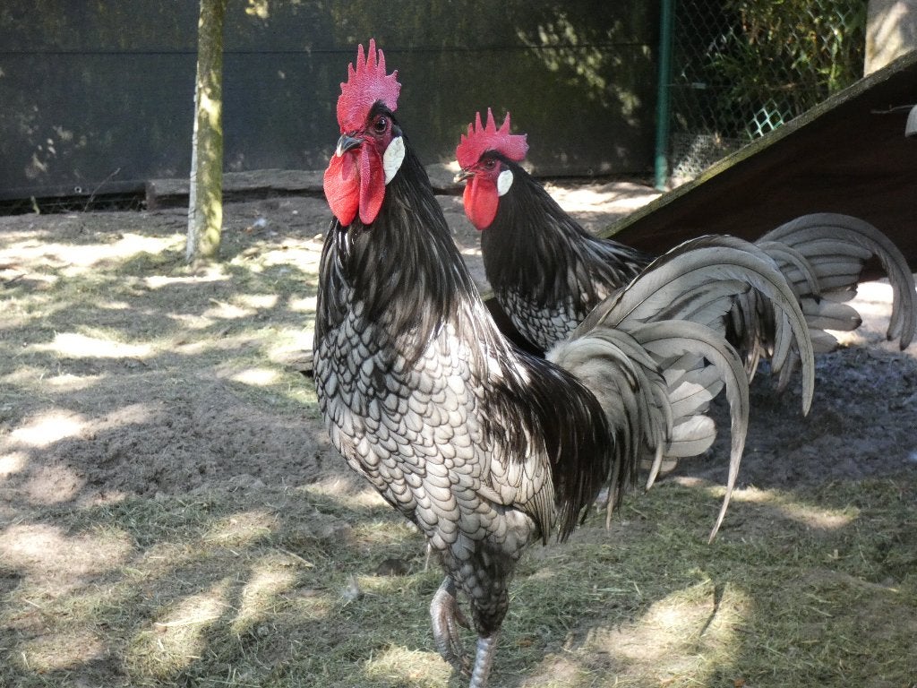2 jonge hanen van 10 maanden, Animaux & Accessoires, Volatiles, Mâle, Poule ou poulet