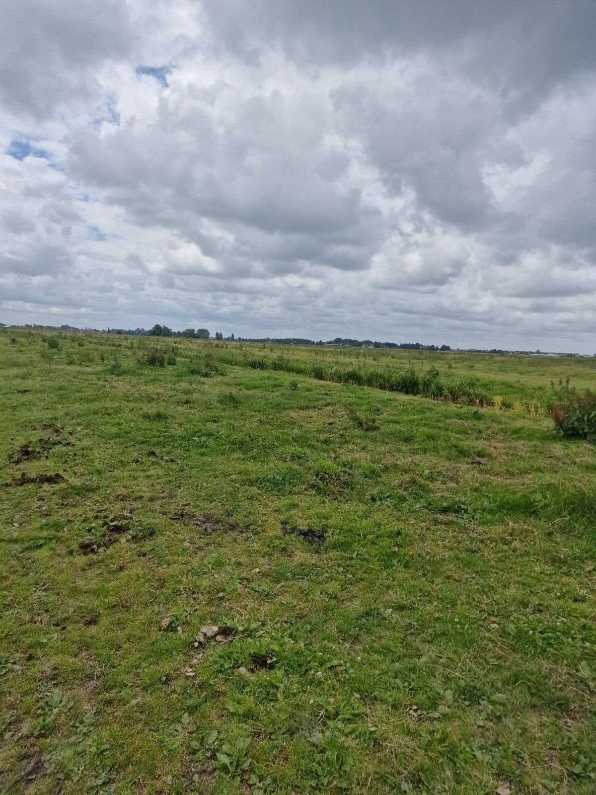 Gezocht:, Dieren en Toebehoren, Paarden, Hengst, B