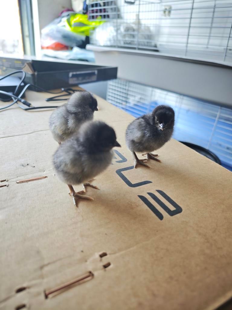 Paaskuikens te koop (alleen maar hennen)!!!