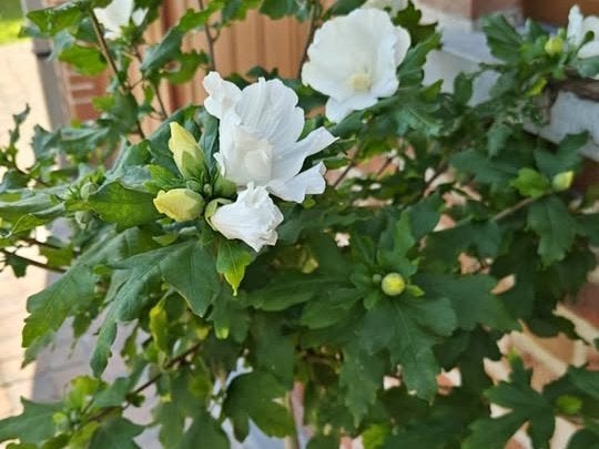 hibiscus stekken in pot, Tuin en Terras, Planten | Tuinplanten, Ophalen, Zomer