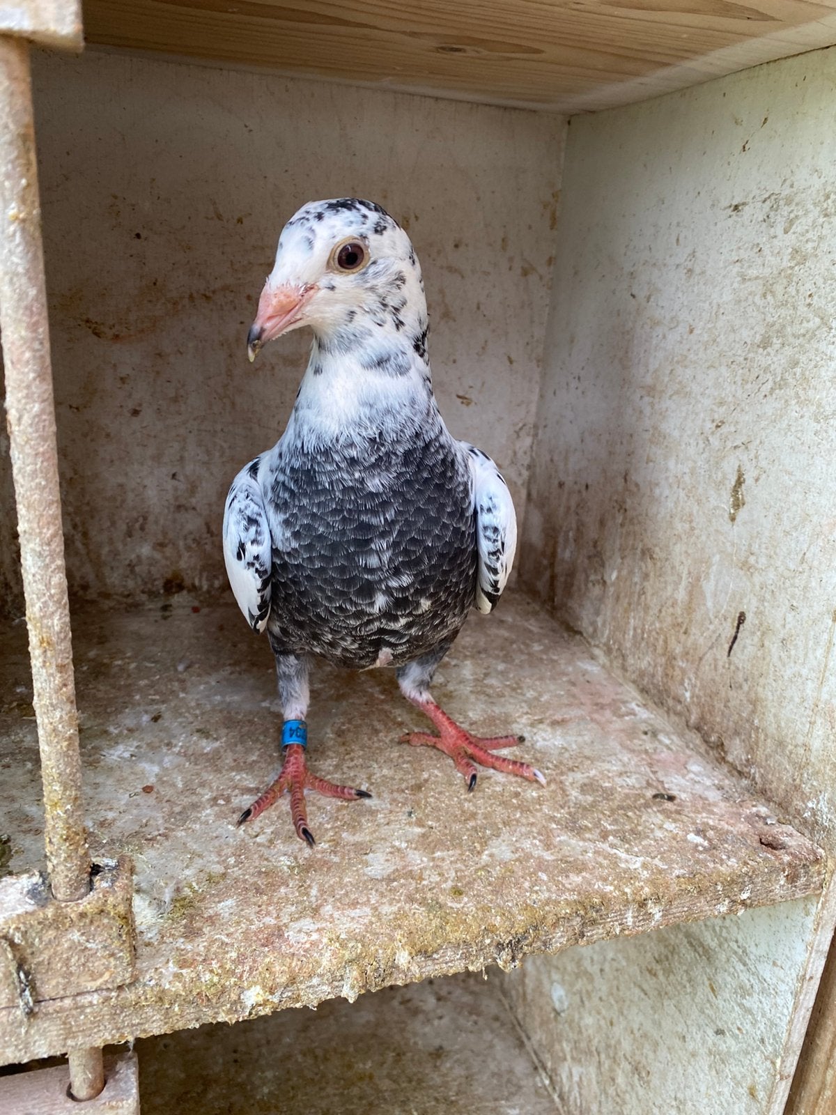 Pitrain jongen, Dieren en Toebehoren, Vogels | Duiven, Meerdere dieren, Postduif