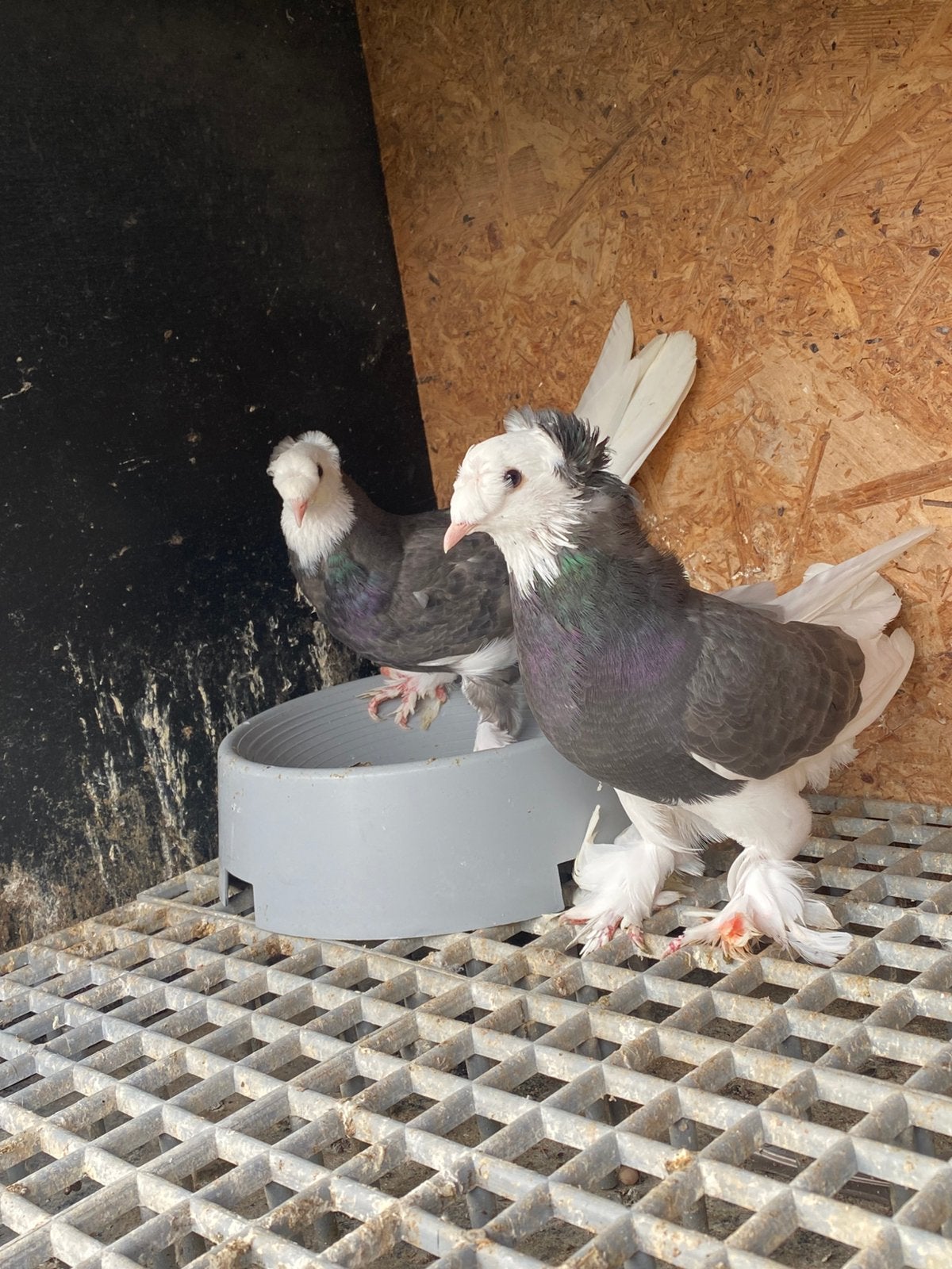 Takla çikolata cift tepe, Animaux & Accessoires, Oiseaux | Pigeons
