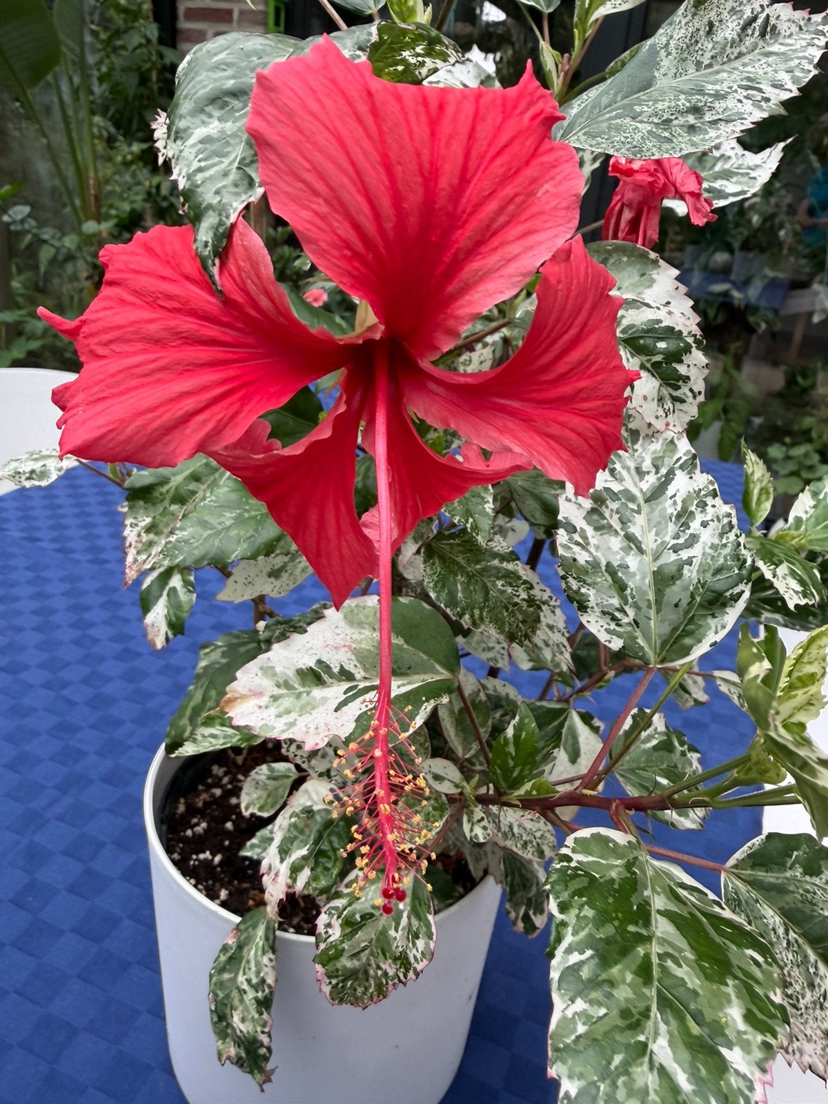 Hibiscus variegata, Ophalen