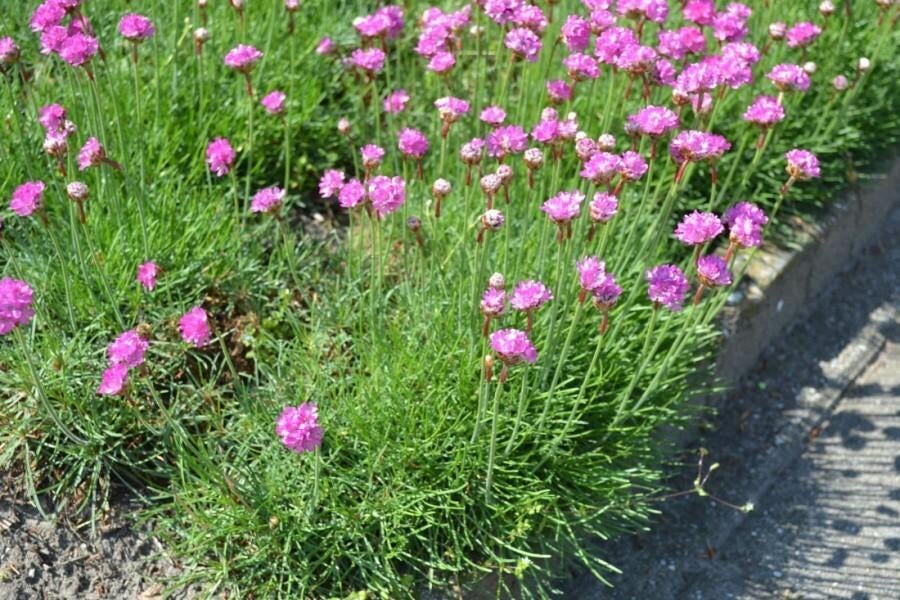 Armeria maritima Splendes, Ophalen
