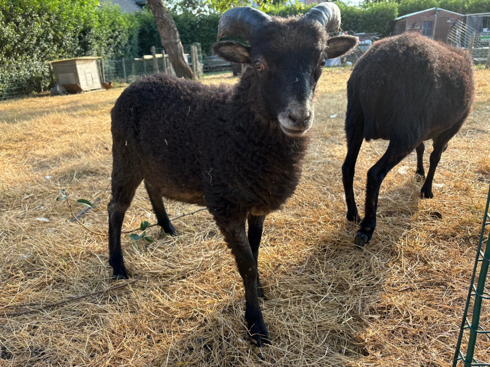 Ouessant schaap ( zwart bokje 2026), Dieren en Toebehoren, Schapen, Geiten en Varkens, Mannelijk, Schaap, 0 tot 2 jaar
