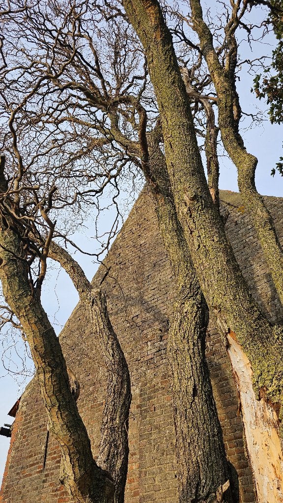 Grote dode boom, Ophalen