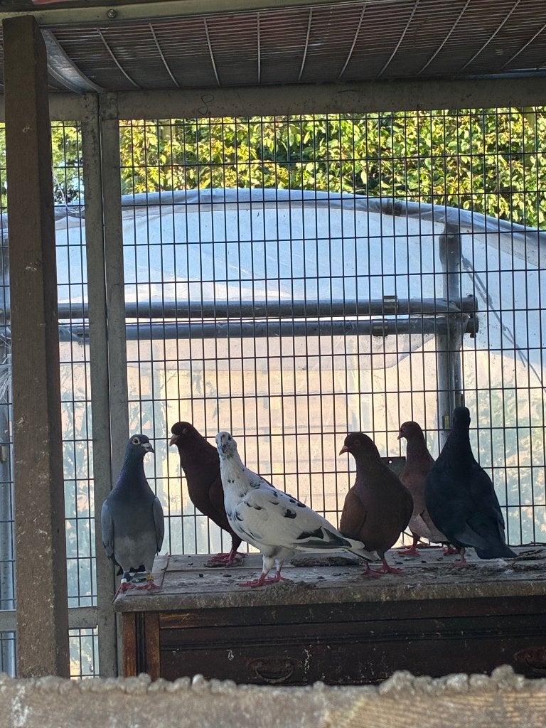 8 mooie jonge duiven, Meerdere dieren, Overige soorten