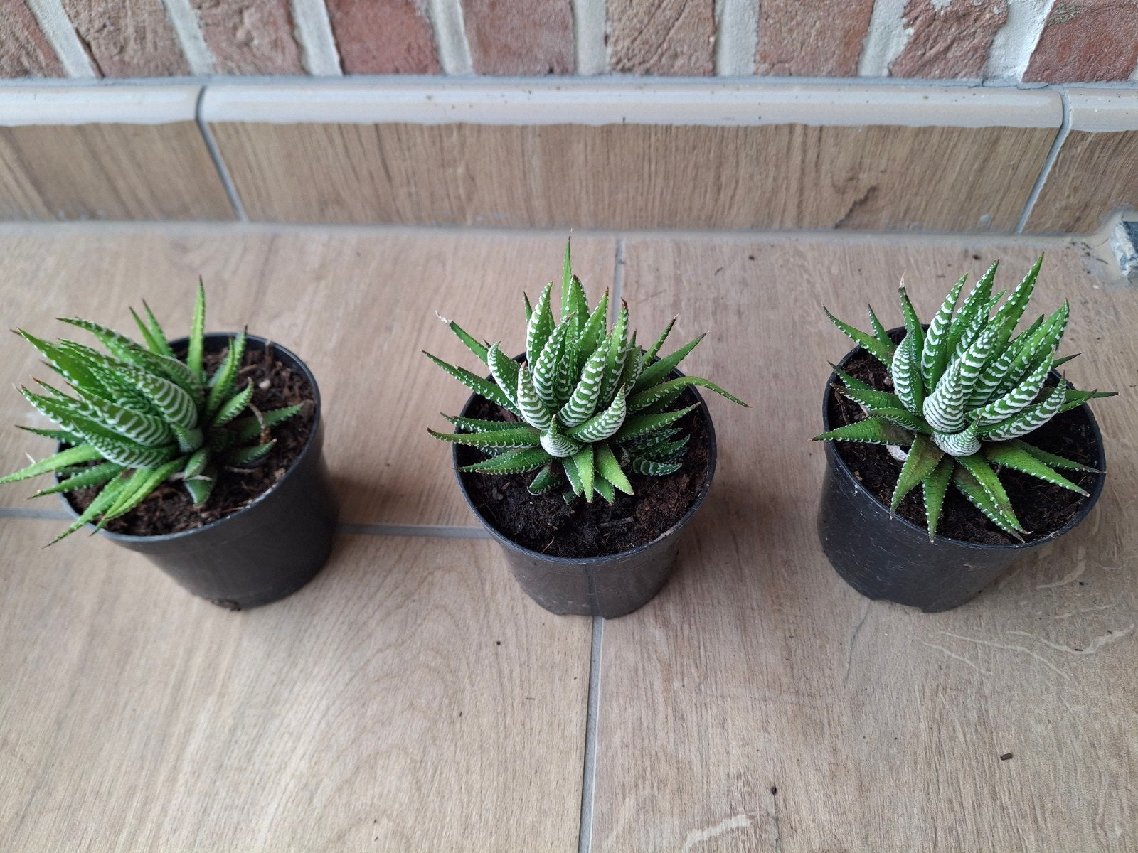 Succulentes, Enlèvement